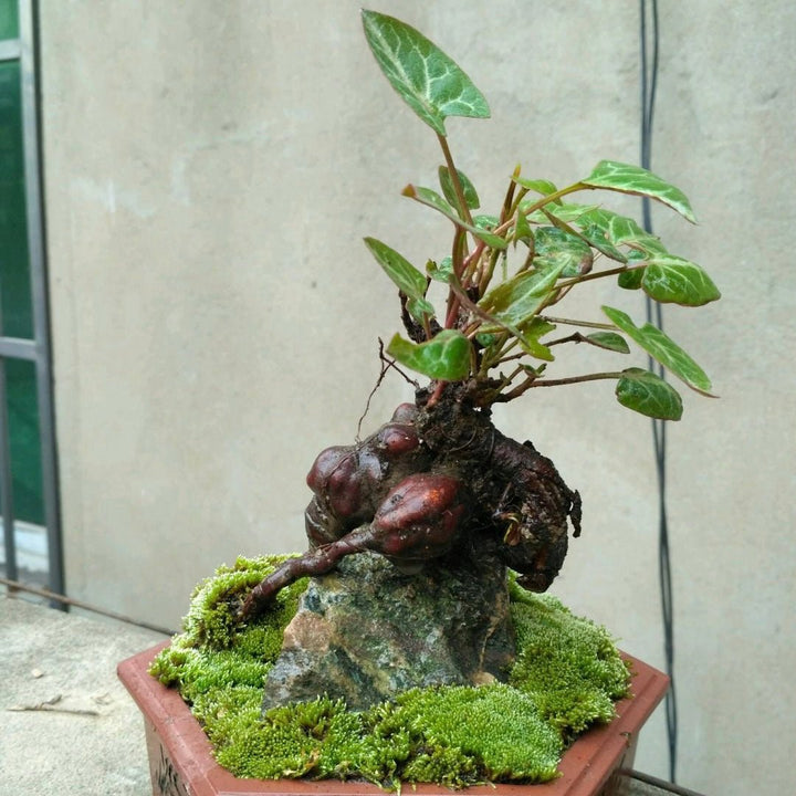 何首烏 Chinese knotweed mini bonsai ( Fallopia multiflora ) - 森流 GreenFlow - 動植物造景專門店