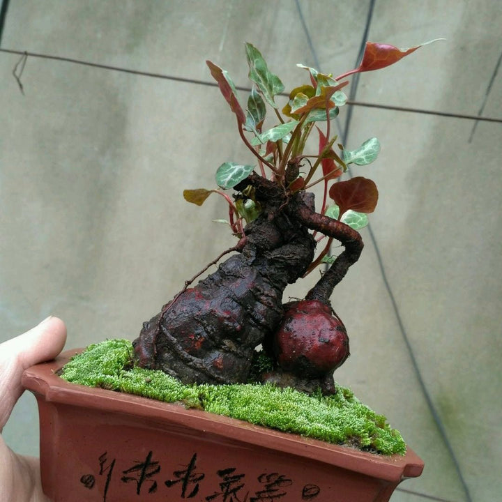 何首烏 Chinese knotweed mini bonsai ( Fallopia multiflora ) - 森流 GreenFlow - 動植物造景專門店