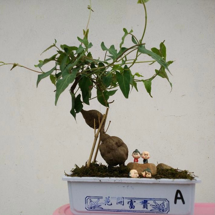 何首烏 Chinese knotweed mini bonsai ( Fallopia multiflora ) - 森流 GreenFlow - 動植物造景專門店