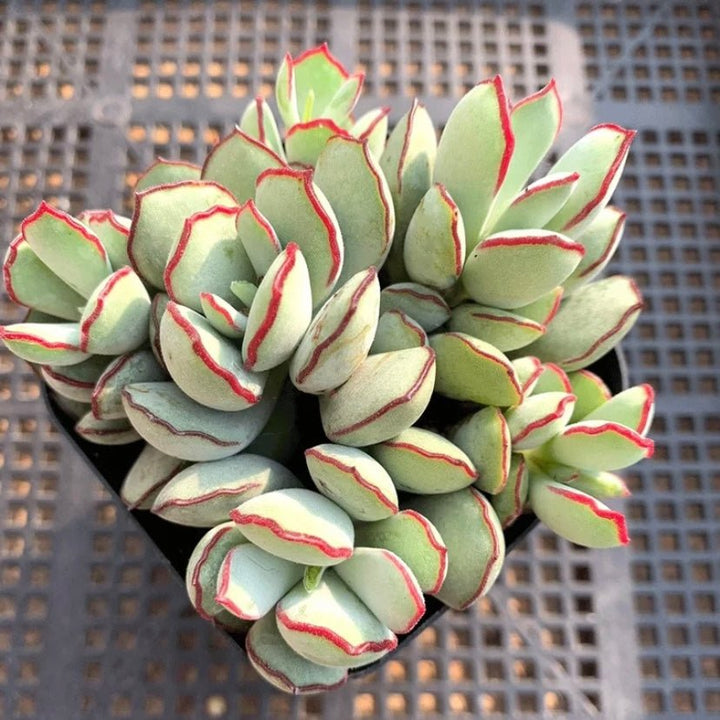 姬福娘 Choco Line (Cotyledon papillaris) - 森流 GreenFlow - 動植物造景專門店