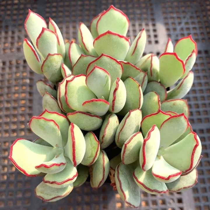 姬福娘 Choco Line (Cotyledon papillaris) - 森流 GreenFlow - 動植物造景專門店