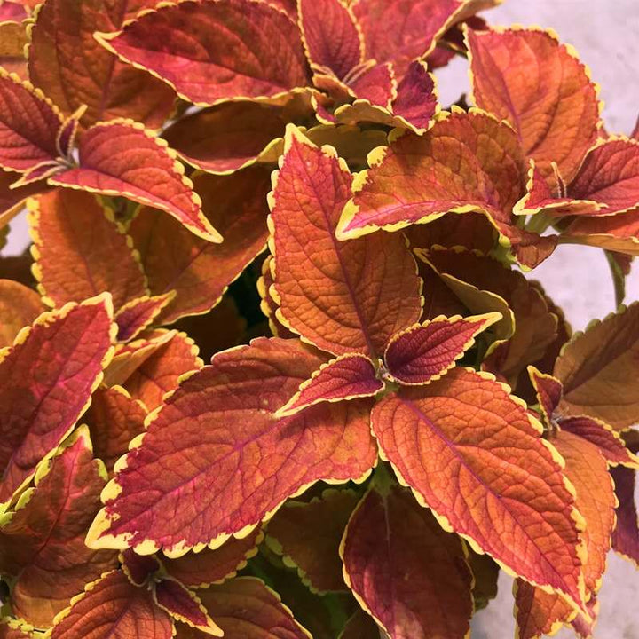 彩葉草 Coleus ' Chocolate mint ' - 森流 GreenFlow - 動植物造景專門店