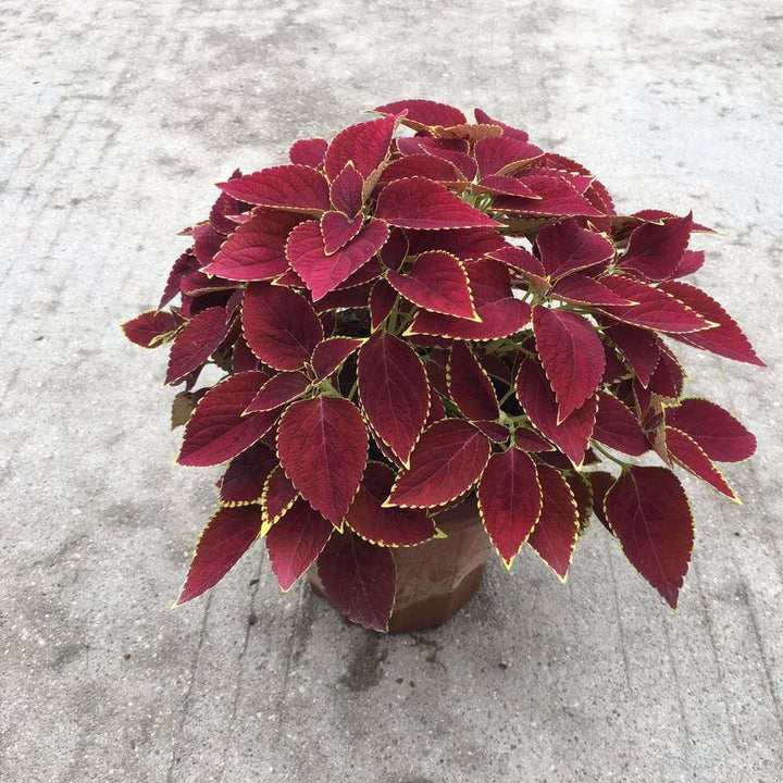 彩葉草 Coleus ' Chocolate mint ' - 森流 GreenFlow - 動植物造景專門店