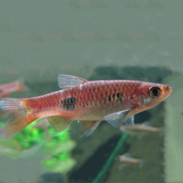 大點波魚 Clown Rasbora (Rasbora kalochroma) - 森流 GreenFlow - 動植物造景專門店