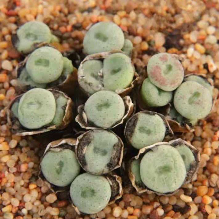 小米雛 Conophytum hians - 森流 GreenFlow - 動植物造景專門店