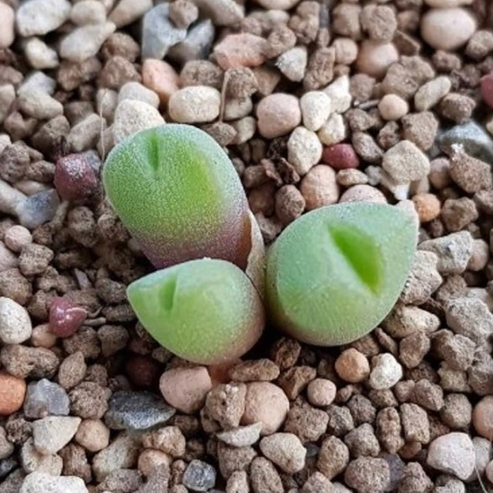 小米雛 Conophytum hians - 森流 GreenFlow - 動植物造景專門店