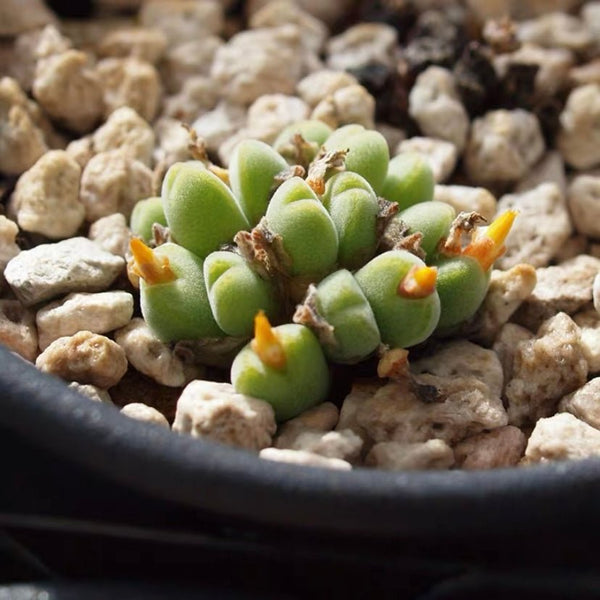 小米雛 Conophytum hians - 森流 GreenFlow - 動植物造景專門店