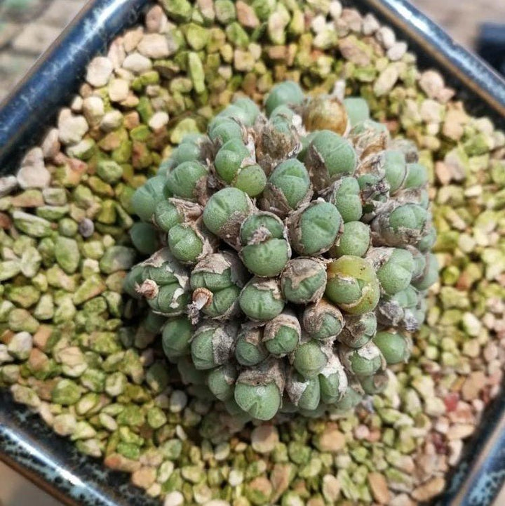 小米雛 Conophytum hians - 森流 GreenFlow - 動植物造景專門店