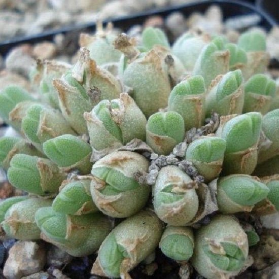 小米雛 Conophytum hians - 森流 GreenFlow - 動植物造景專門店