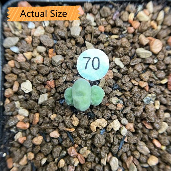 小米雛 Conophytum hians - 森流 GreenFlow - 動植物造景專門店