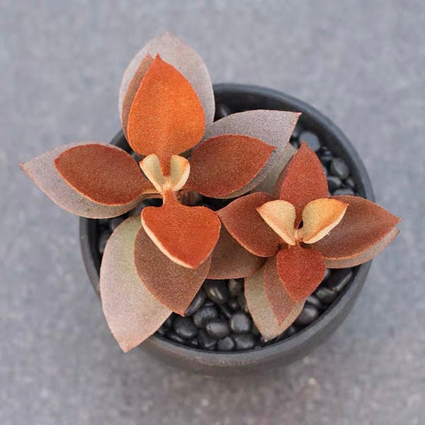 天人之舞 Copper Spoon (Kalanchoe orgyalis) - 森流 GreenFlow - 動植物造景專門店