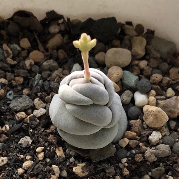 托尼 Crassula alstonii - 森流 GreenFlow - 動植物造景專門店