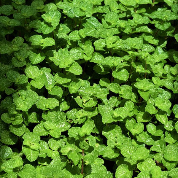 圓葉冷水花 Creeping Charlie ( Pilea nummulariifollia ) - 森流 GreenFlow - 動植物造景專門店