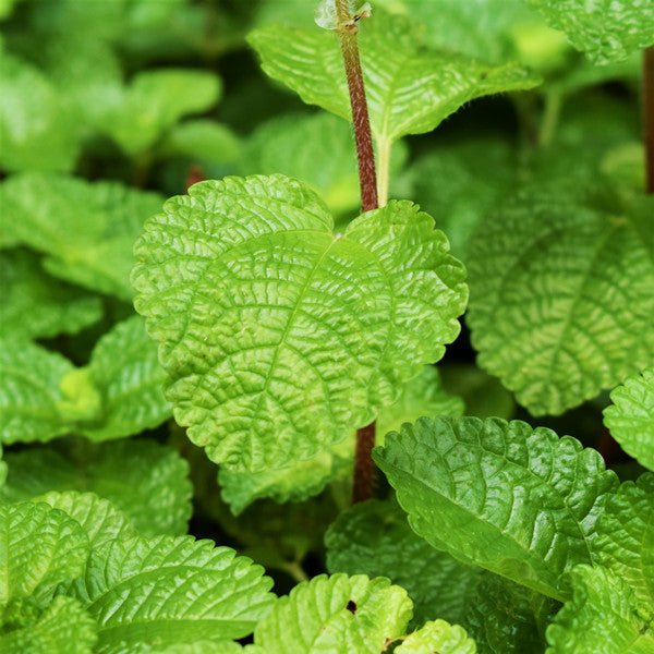 圓葉冷水花 Creeping Charlie ( Pilea nummulariifollia ) - 森流 GreenFlow - 動植物造景專門店