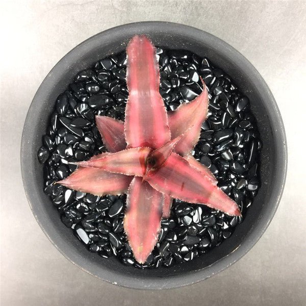 姬鳳梨屬 Bromeliad ( Cryptanthus bivittatus ' Red Ribbons ' ) - 森流 GreenFlow - 動植物造景專門店