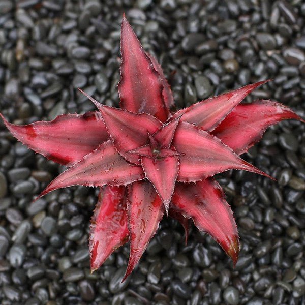 姬鳳梨屬 Bromeliad ( Cryptanthus bivittatus ' Red Ribbons ' ) - 森流 GreenFlow - 動植物造景專門店