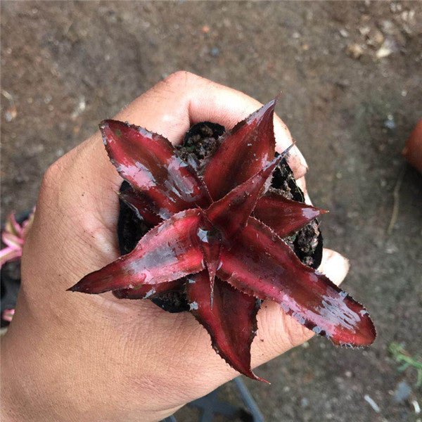 姬鳳梨屬 Bromeliad ( Cryptanthus bivittatus ' Red Ribbons ' ) - 森流 GreenFlow - 動植物造景專門店