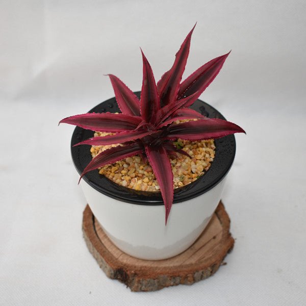 姬鳳梨屬 Bromeliad ( Cryptanthus bivittatus ' Red Ribbons ' ) - 森流 GreenFlow - 動植物造景專門店