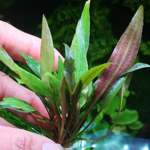 咖啡椒草 ( Cryptocoryne beckettii petchii ) - 森流 GreenFlow - 動植物造景專門店