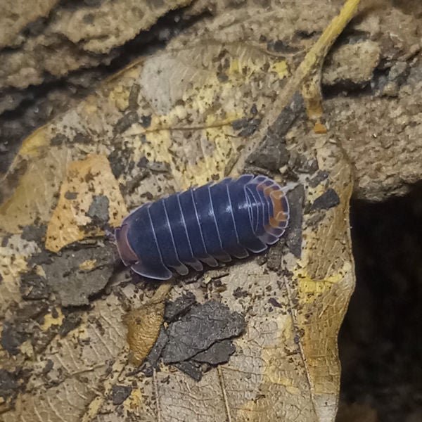 帕克鼠婦 Cubaris sp. 'Pakchong' Isopods - 森流 GreenFlow - 動植物造景專門店