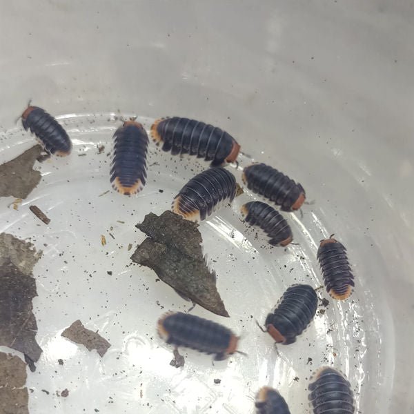 帕克鼠婦 Cubaris sp. 'Pakchong' Isopods - 森流 GreenFlow - 動植物造景專門店