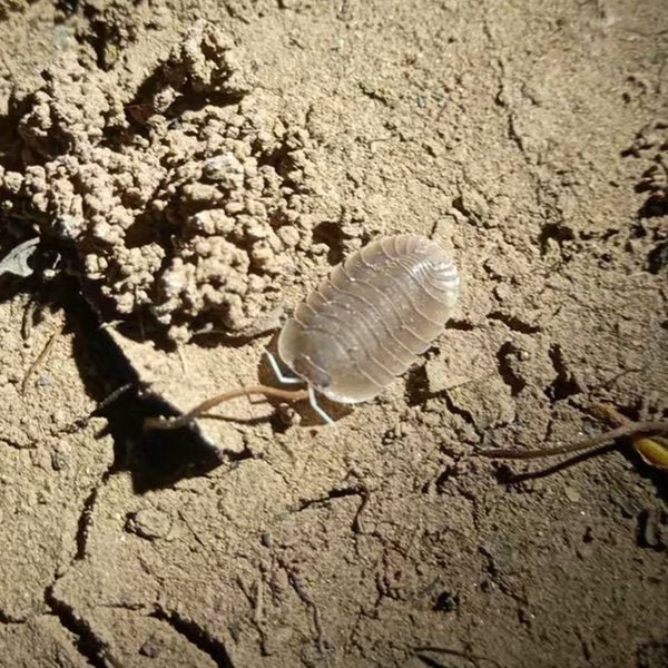 土洞鼠婦 Cubaris sp. ‘Soil’ Isopods - 森流 GreenFlow - 動植物造景專門店