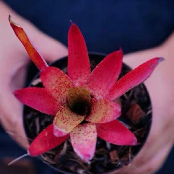 五彩鳳梨屬 Cyanea (Bromeliad Neoregelia) - 森流 GreenFlow - 動植物造景專門店