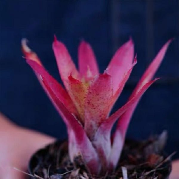 五彩鳳梨屬 Cyanea (Bromeliad Neoregelia) - 森流 GreenFlow - 動植物造景專門店