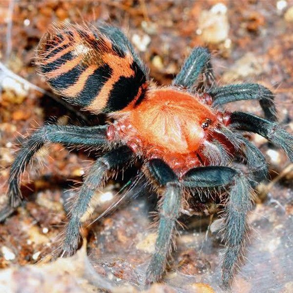 哥斯達黎加老虎尾 Costa Rican Tiger Rump Tarantula (Cyclosternum fasciatum) - 森流 GreenFlow - 動植物造景專門店