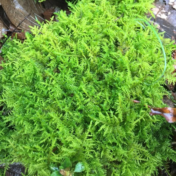 大羽蘚 Cymbifolium Thuidium ( Thuidium cymbifolium ) - 森流 GreenFlow - 動植物造景專門店