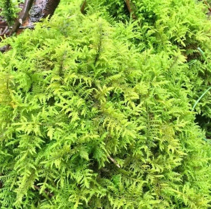 大羽蘚 Cymbifolium Thuidium ( Thuidium cymbifolium ) - 森流 GreenFlow - 動植物造景專門店