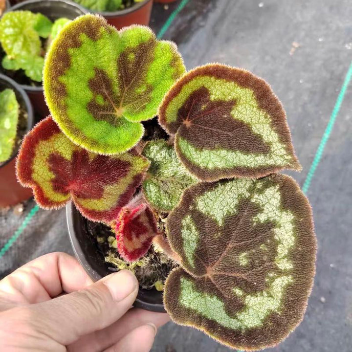 一口血秋海棠 Begonia picturata - 森流 GreenFlow - 動植物造景專門店