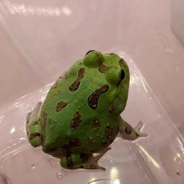 秘魯綠角蛙 Pacific Horned Frog Green ( Ceratophrys stolzmanni )