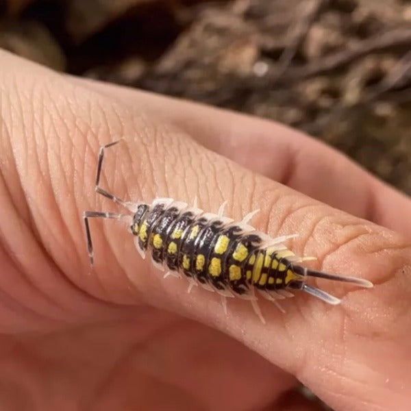 黃帶鼠婦 （ Porcellio haasi ‘ Light ’ ）