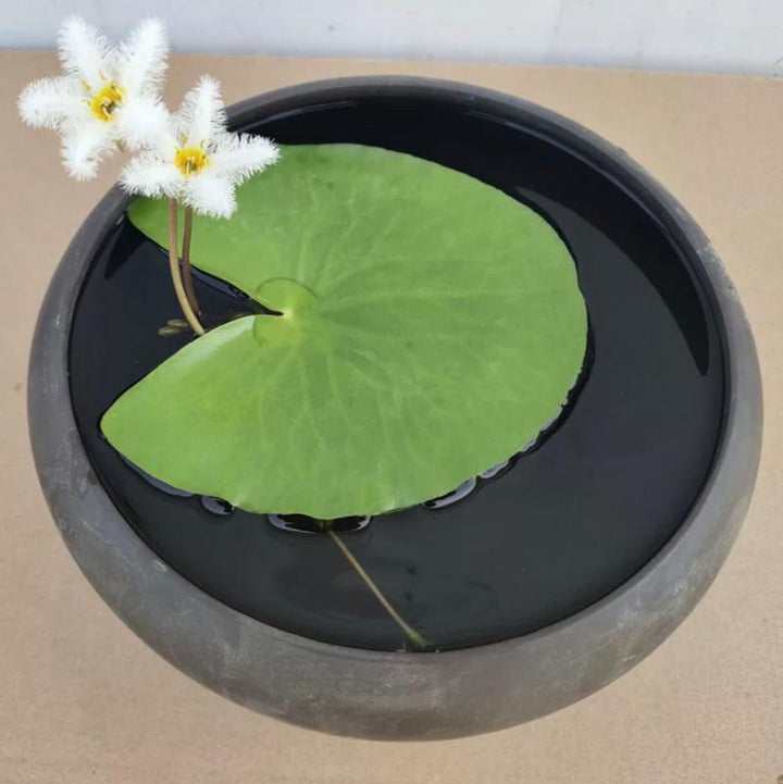 一葉蓮 White Snowflake Waterlily (Nymphoides indica 'Montana') - 森流 GreenFlow - 動植物造景專門店