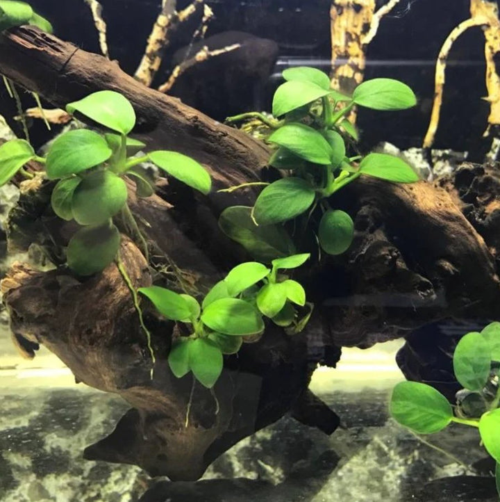 小水榕(三頭) 陰性水草 Dwarf Anubias ( Anubias beri var. nana) with driftwood - 森流 GreenFlow - 動植物造景專門店