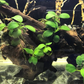 小水榕(三頭) Dwarf Anubias ( Anubias beri var. nana) with driftwood