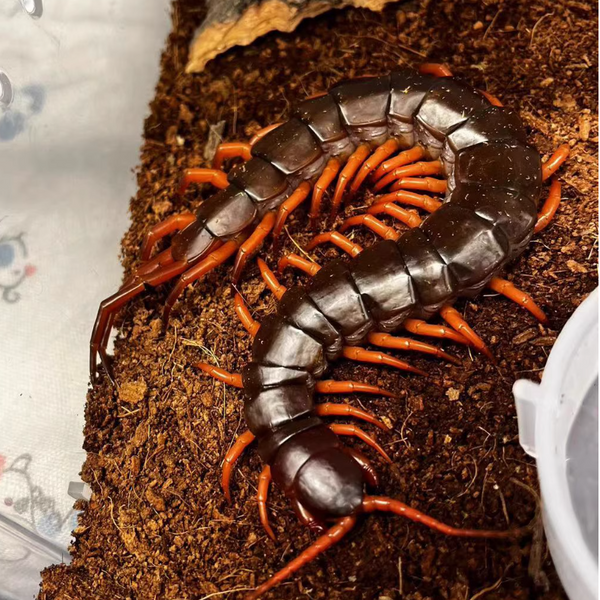 越南巨人蜈蚣（橙脚型）(Scolopendra dehaani 'vietnam' orange legs)