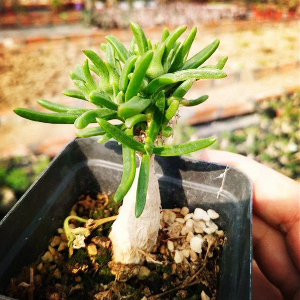 冰花 Delosperma bosseranum - 森流 GreenFlow - 動植物造景專門店