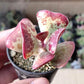 三花天錦章/ 心形水泡 Calico hearts (Adromischus Triflorus)