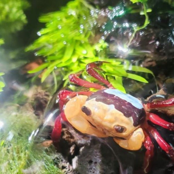 三原忍者蟹 （可全水養） Rainbow Ninja Crab ( Lepidothelphusa sp ) - 森流 GreenFlow - 動植物造景專門店