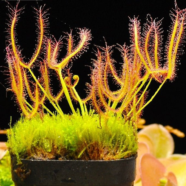 叉葉毛氈苔茅膏菜 Drosera binata - 森流 GreenFlow - 動植物造景專門店