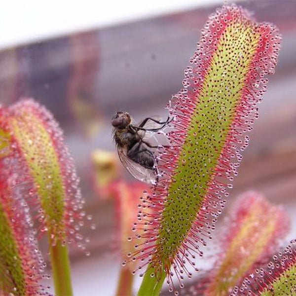 好望角毛氈苔茅膏菜 Drosera capensis ( Cape sundew ) - 森流 GreenFlow - 動植物造景專門店