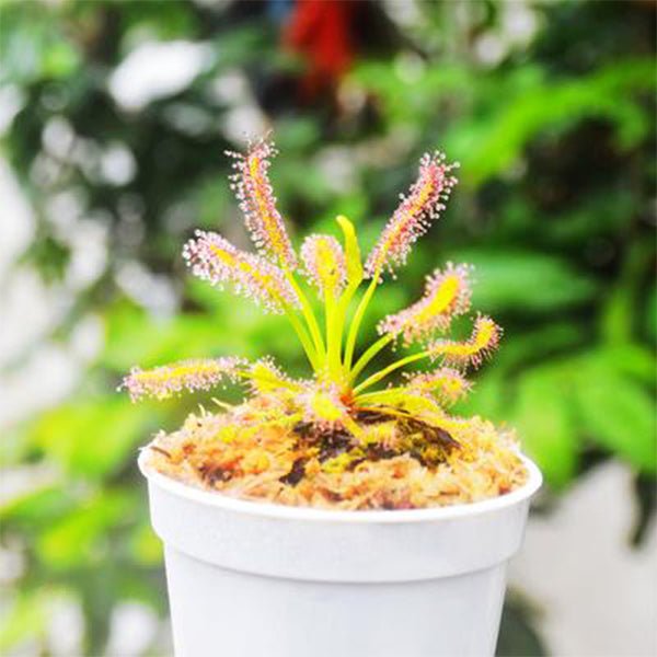 好望角毛氈苔茅膏菜 Drosera capensis ( Cape sundew ) - 森流 GreenFlow - 動植物造景專門店