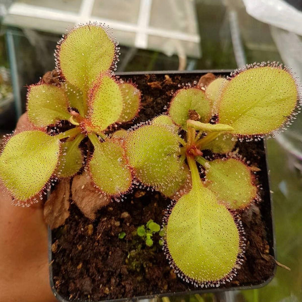 仙女座毛氈苔茅膏菜 Drosera cv. ' Andromeda ' - 森流 GreenFlow - 動植物造景專門店