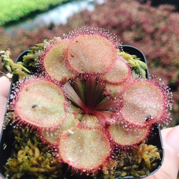 大肉餅毛氈苔茅膏菜 Drosera falconeri - 森流 GreenFlow - 動植物造景專門店