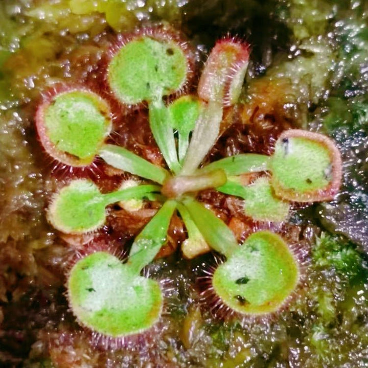 大肉餅毛氈苔茅膏菜 Drosera falconeri - 森流 GreenFlow - 動植物造景專門店