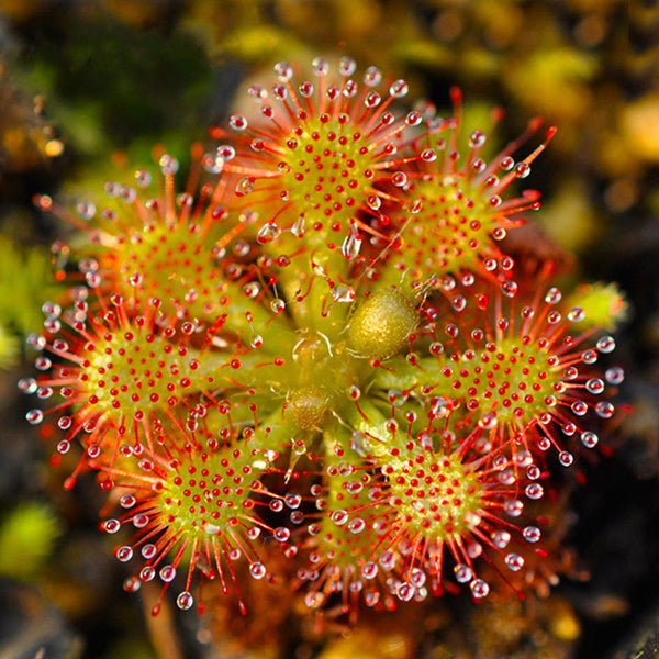 小毛氈苔茅膏菜 Spoonleaf Sundew ( Drosera spatulata ) - 森流 GreenFlow - 動植物造景專門店