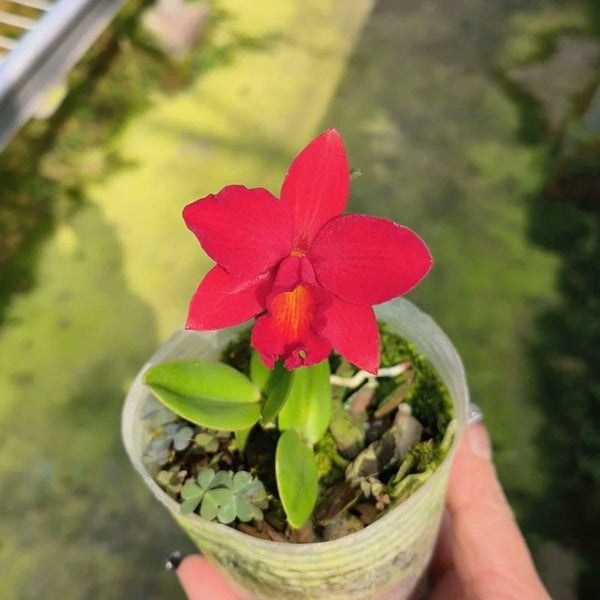 迷你卡特蘭（Cattleya）