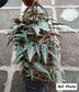 亞馬遜仙女藤 Cissus amazonica